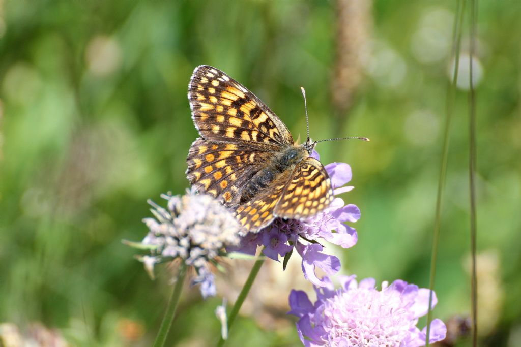 Melitaea phoebe